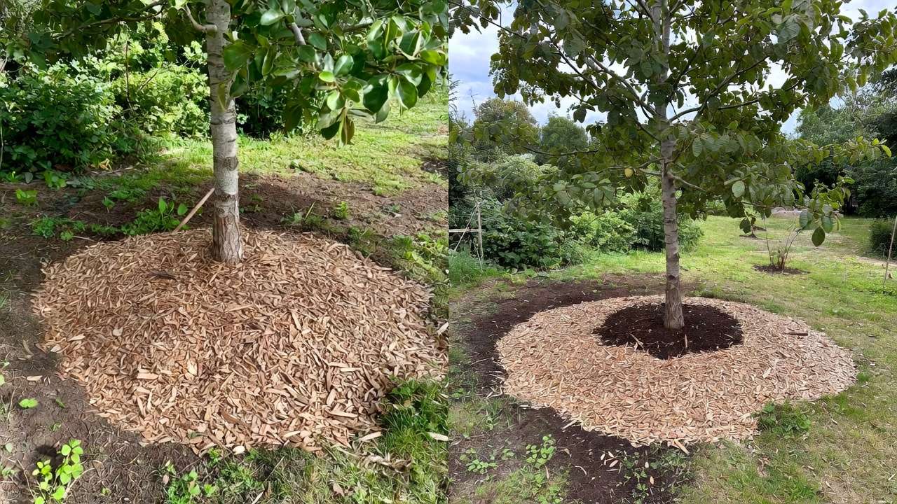 Comparison of wrong volcano mulching vs correct donut mulching around tree trunk to avoid damage and improve weed control
