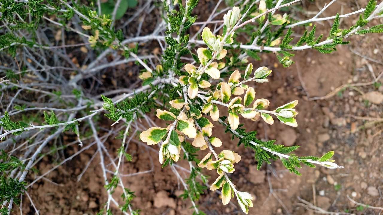 Example of sunburn and stress on new growth from pruning drought-tolerant bush in summer heat