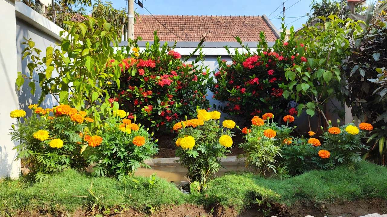 Small front yard rain garden with marigolds and Ixora for runoff control in Bangladesh
