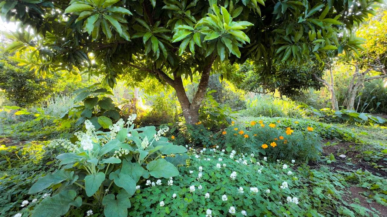 Fruit tree guild with mango companion plants comfrey clover marigolds sustainable permaculture