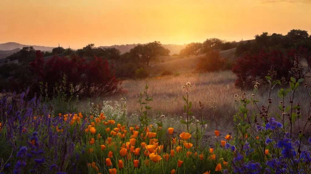 arid region wildflowers for landscaping