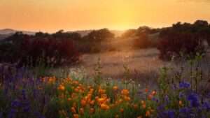 arid region wildflowers for landscaping