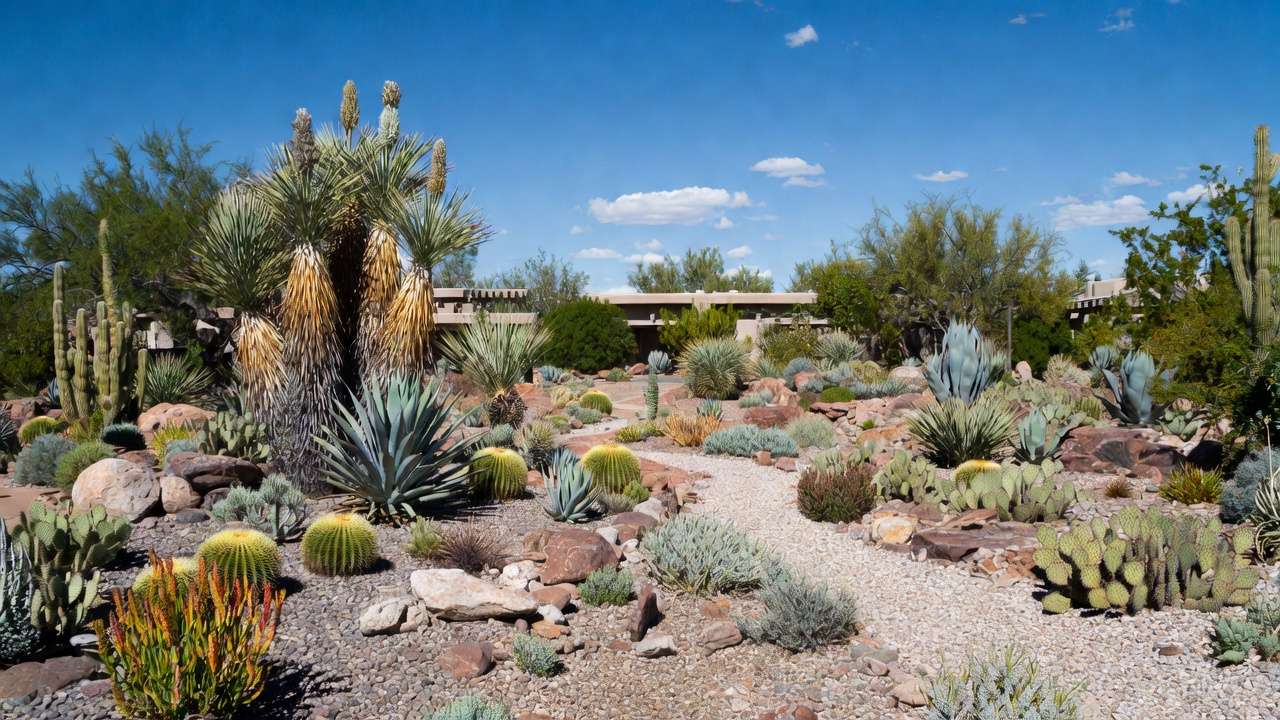 Mature drought-proof Southwestern garden featuring agaves, yuccas, and cacti with minimal water needs