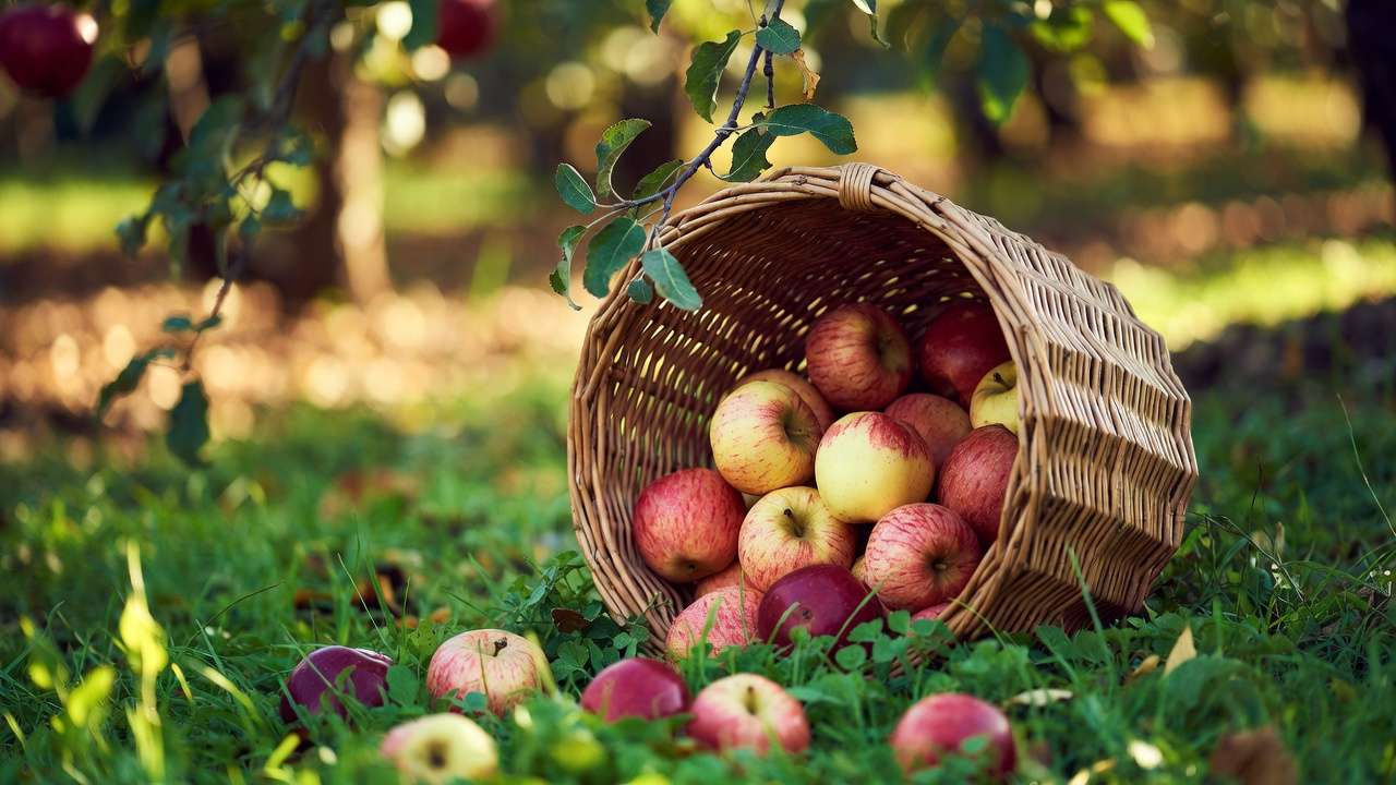 Freshly picked apples from disease-resistant varieties in a basket, harvest from low-maintenance home orchard