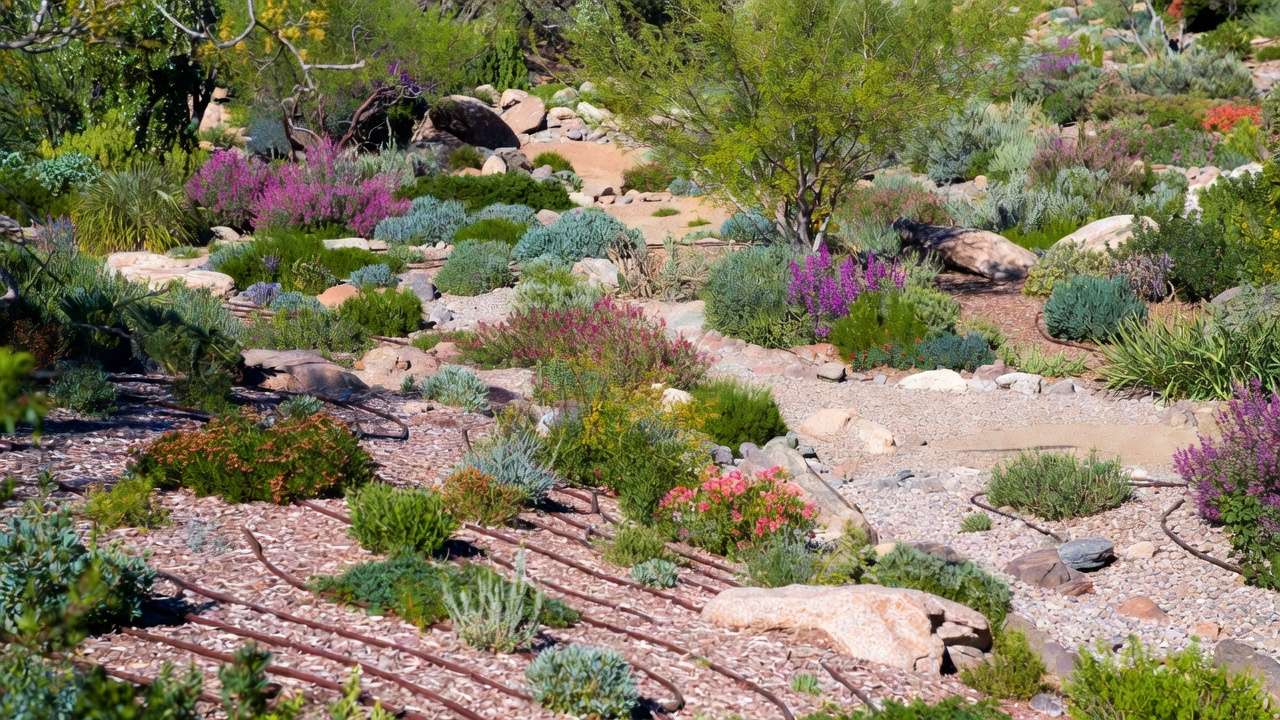Complete thriving water-wise xeric garden oasis with drip irrigation mulch and vibrant drought-tolerant plants