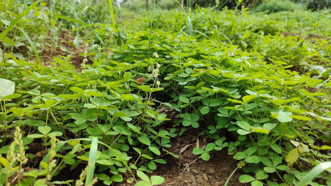 Lush cover crops like clover and buckwheat growing to protect and enrich soil in sustainable gardens
