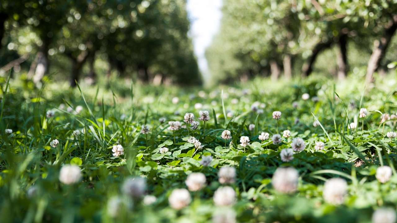 Flowering cover crops and living mulch in orchard alley improving soil health and biodiversity