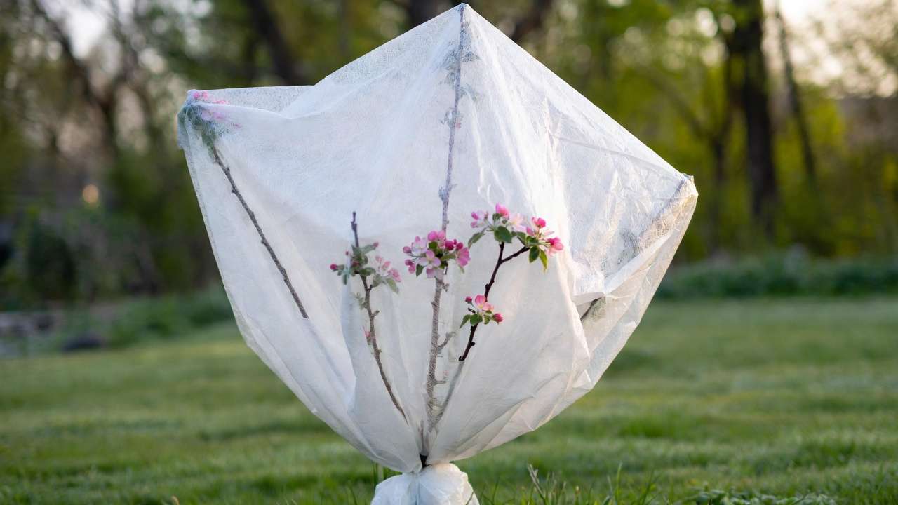 Fruit tree covered with white frost protection cloth to shield blossoms from late spring frost