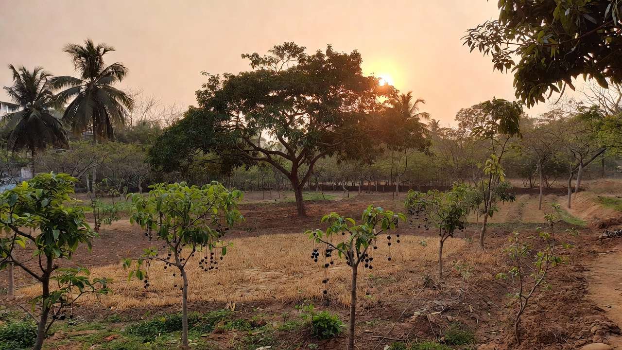 Multi-layered low-water garden design with native xeric trees in Khulna homestead