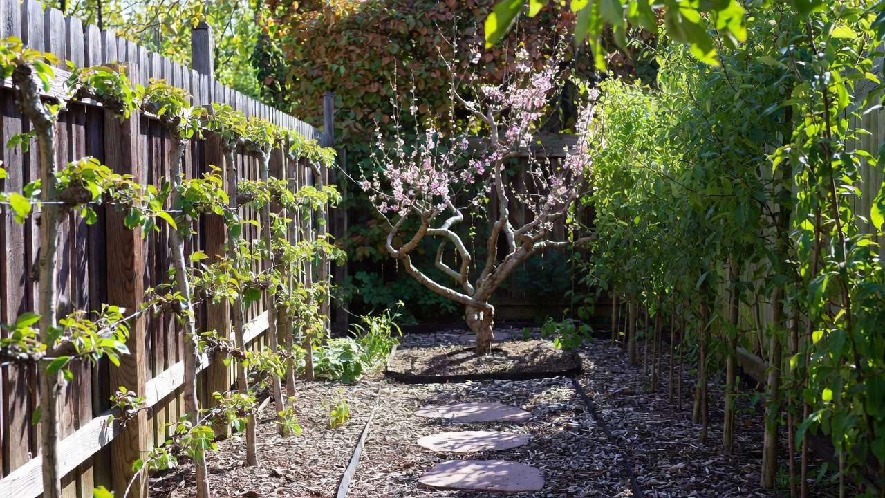 Espalier and columnar fruit trees in a narrow high-density backyard orchard layout