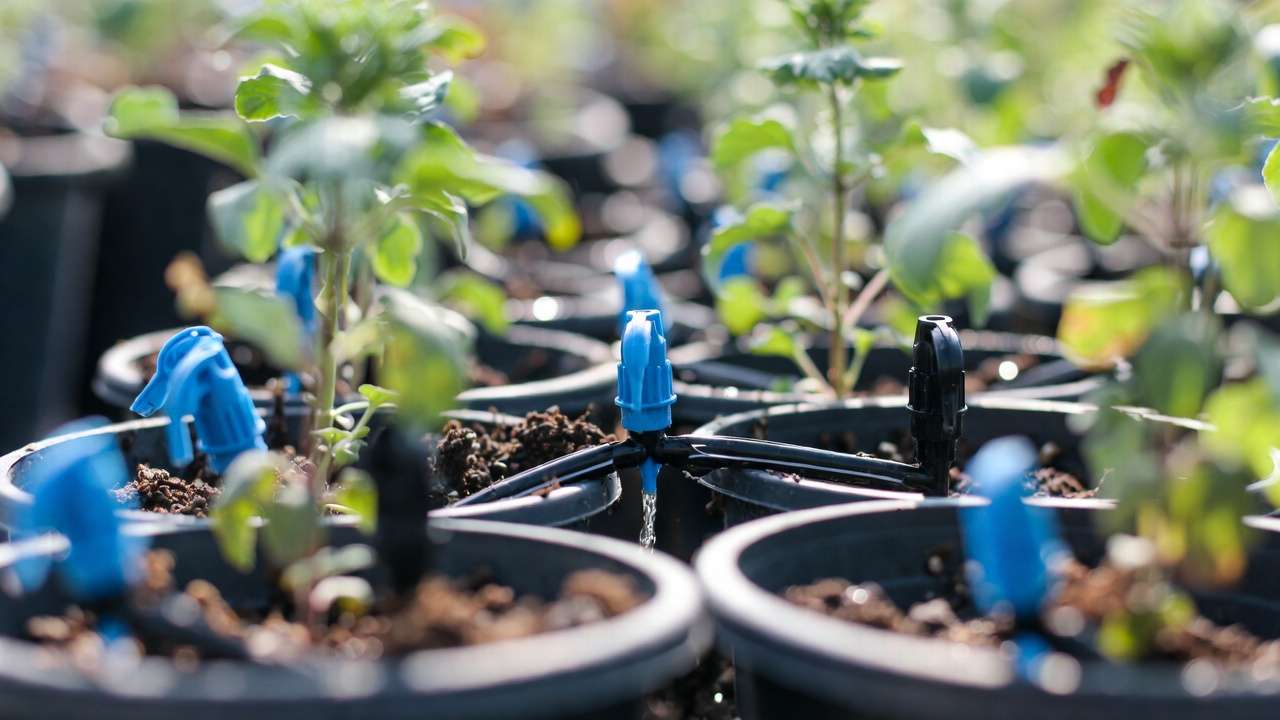 Close-up of adjustable drip emitters delivering water directly to roots in small container plants