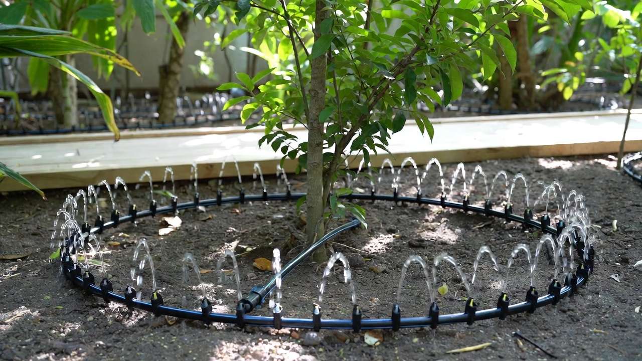 drip irrigation ring system installed around young fruit tree with multiple emitters