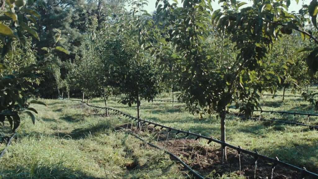 DIY orchard irrigation systems
