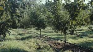 DIY orchard irrigation systems