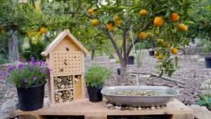 DIY orchard pollination station