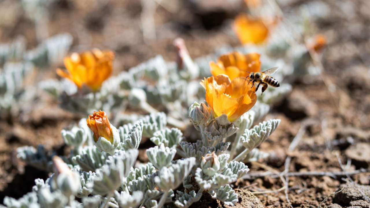 Desert globemallow with orange blooms and bee pollinator in arid landscaping setting