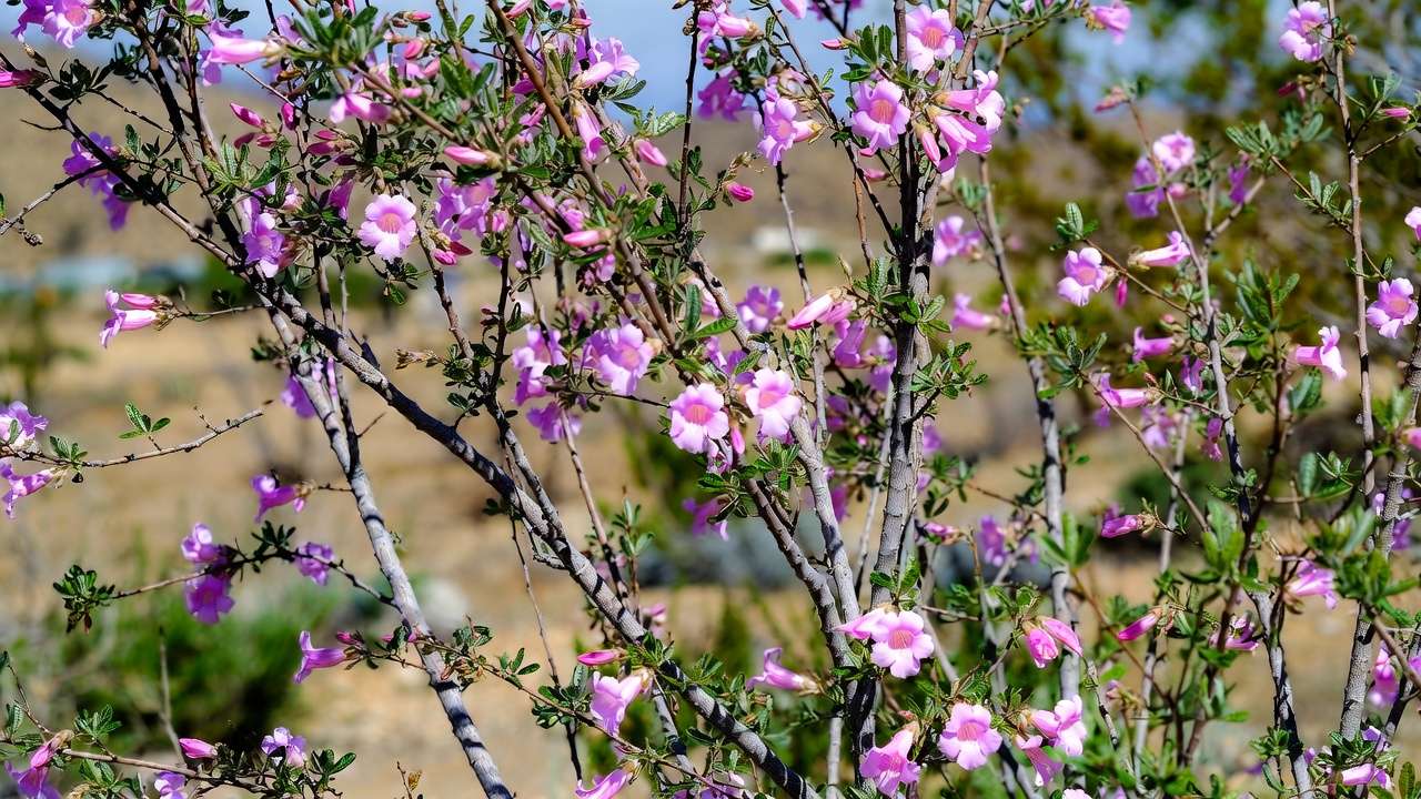 Desert willow tree flowering with pink blooms in a drought-tolerant backyard setting