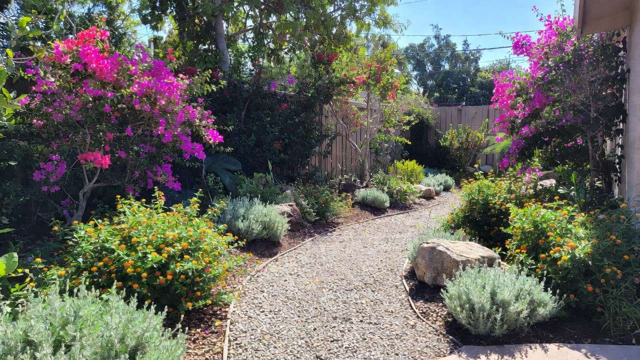Stunning front yard xeriscape with colorful bougainvillea, lantana, and gravel path – no lawn, high curb appeal