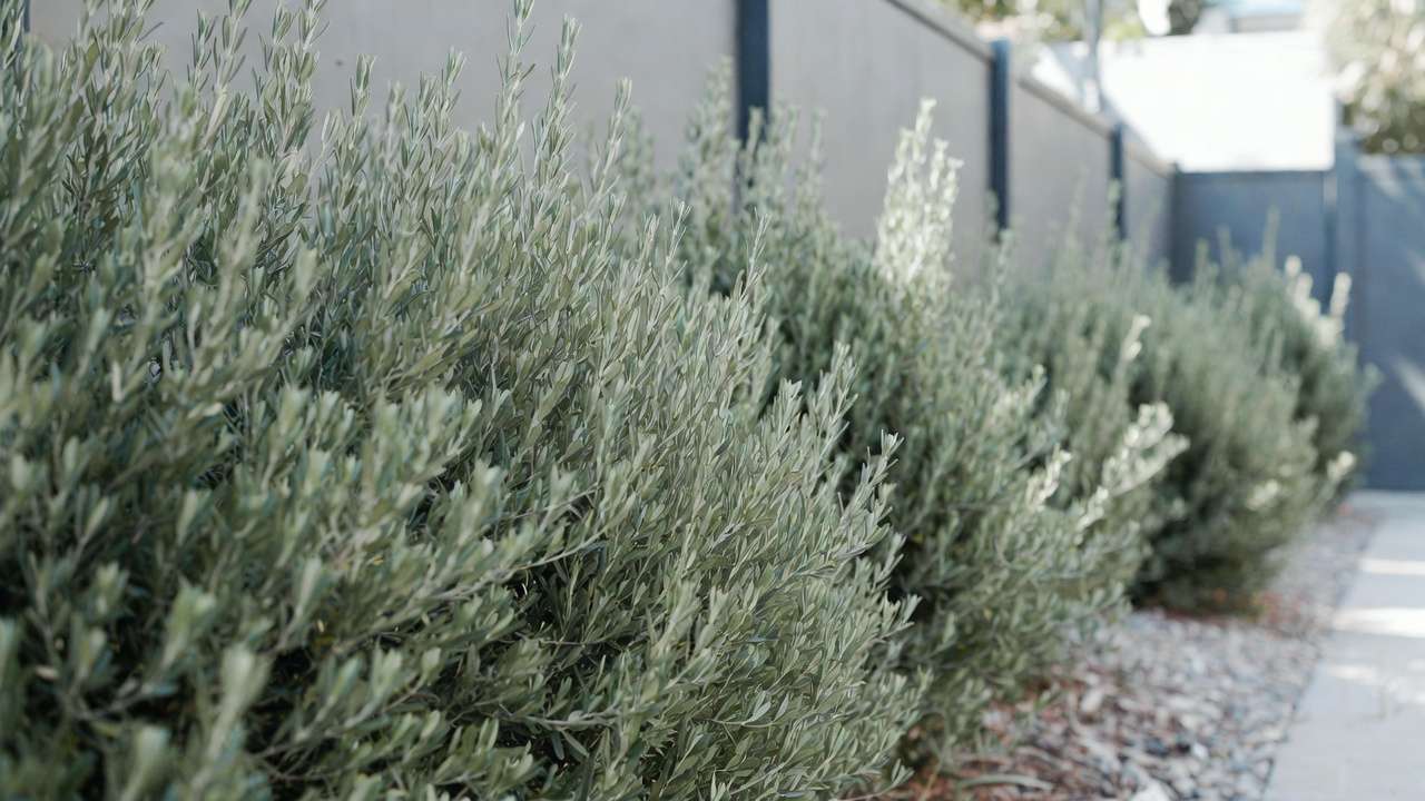 Compact Little Ollie dwarf olive hedge for small yard privacy in drought-tolerant xeriscape landscaping