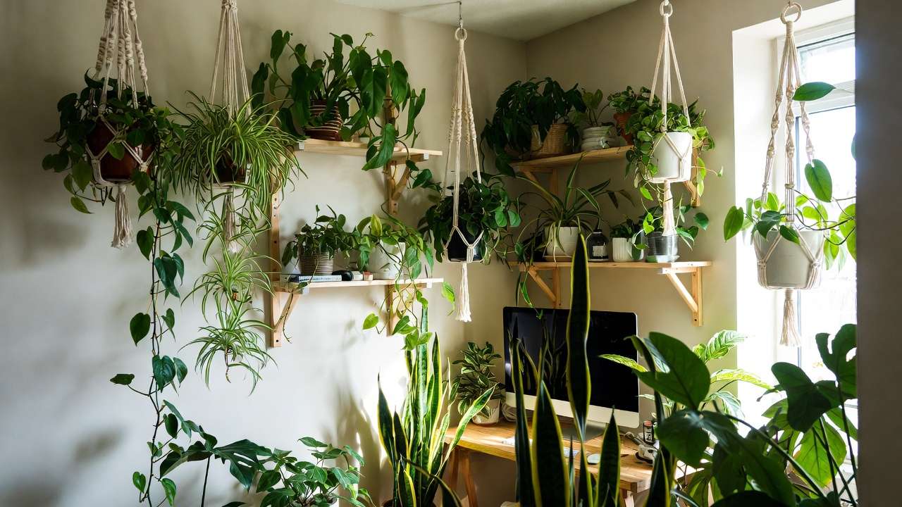 Serene home office corner design with lush indoor plants, hanging philodendron, spider plant, and tall snake plant creating a calming biophilic workspace