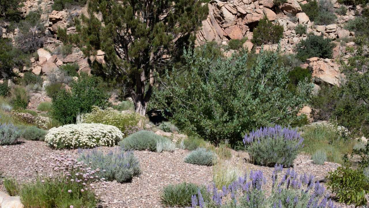 Layered low-water xeriscape design with native Rocky Mountain plants and gravel mulch