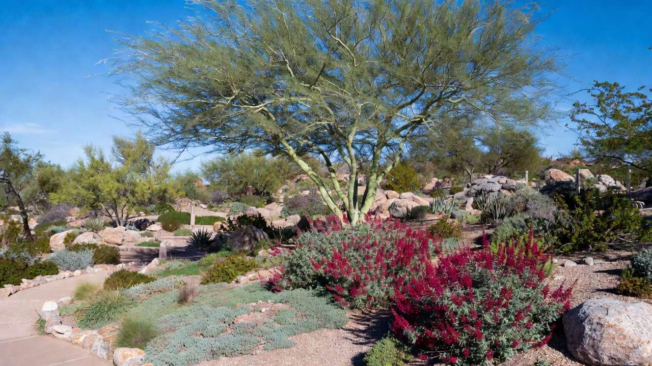 Layered xeriscape design with palo verde tree, shrubs, and groundcovers in Southwest low-water garden