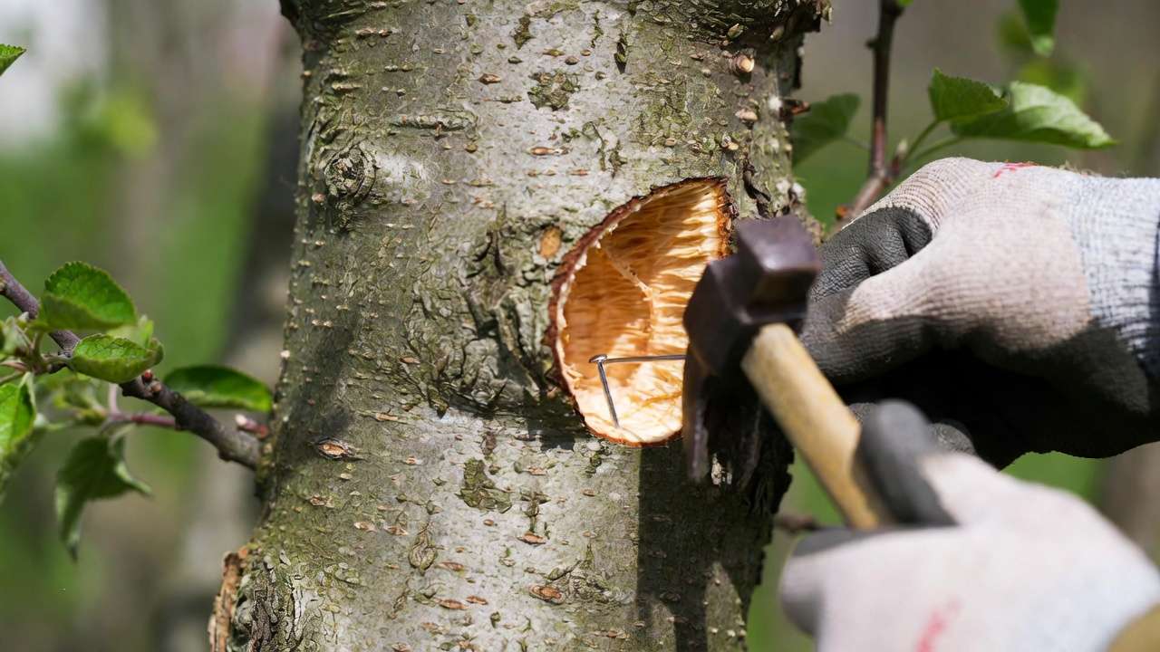 Inserting and nailing bridge scion during tree bark damage repair grafting