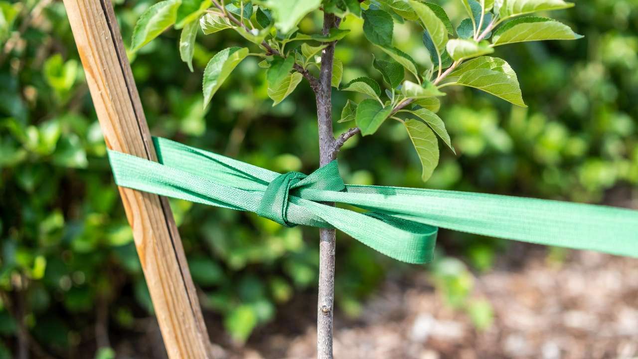 Young apple tree staked with single angled stake and flexible straps for proper support and root protection.