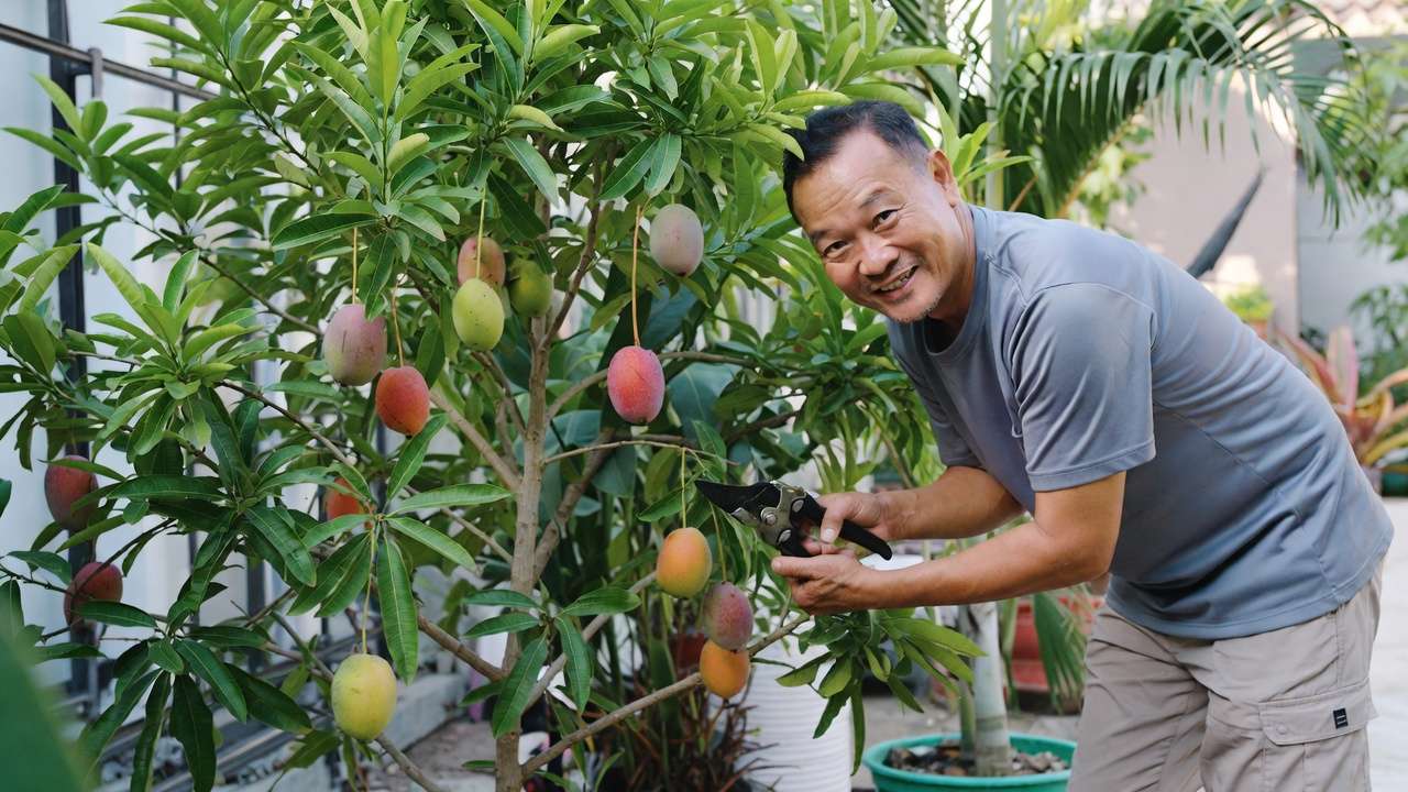 Easy ground-level harvesting and pruning of dwarf grafted fruit tree, no ladders required for maintenance