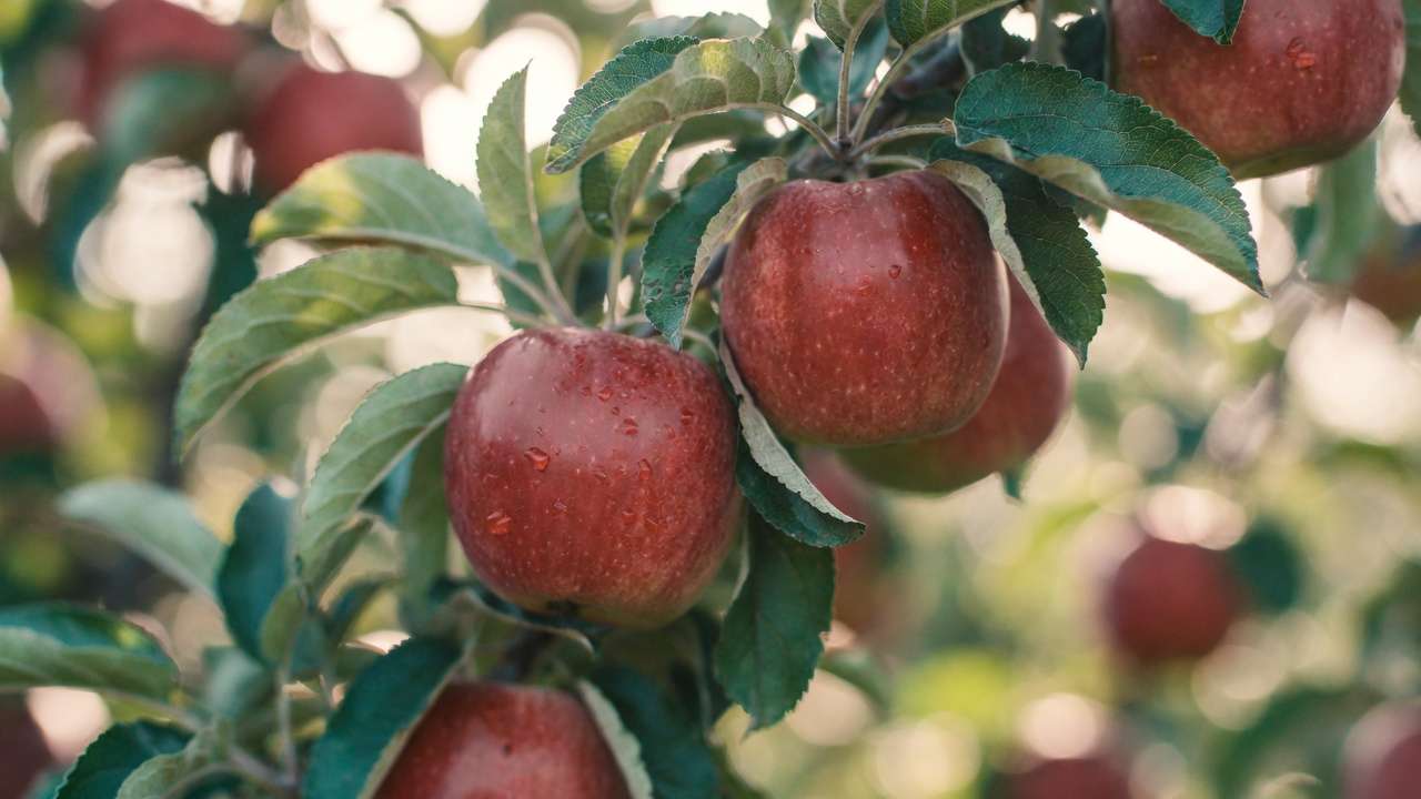Close-up of disease-resistant Liberty apples ripening on tree branc