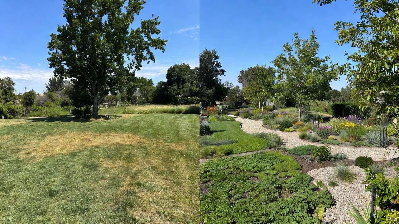 Before and after transformation from traditional lawn to beautiful low-water xeriscape garden with groundcovers and gravel paths