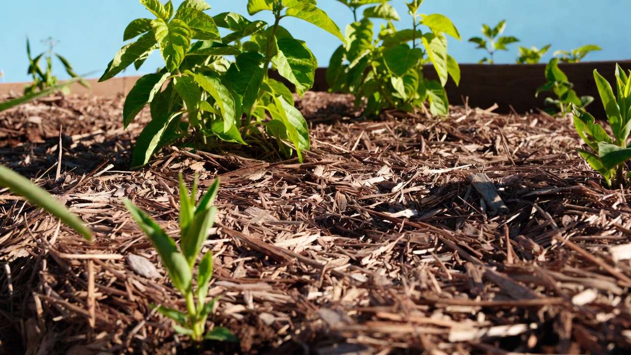 Thick mulch effectively suppressing weeds in garden bed to minimize water loss