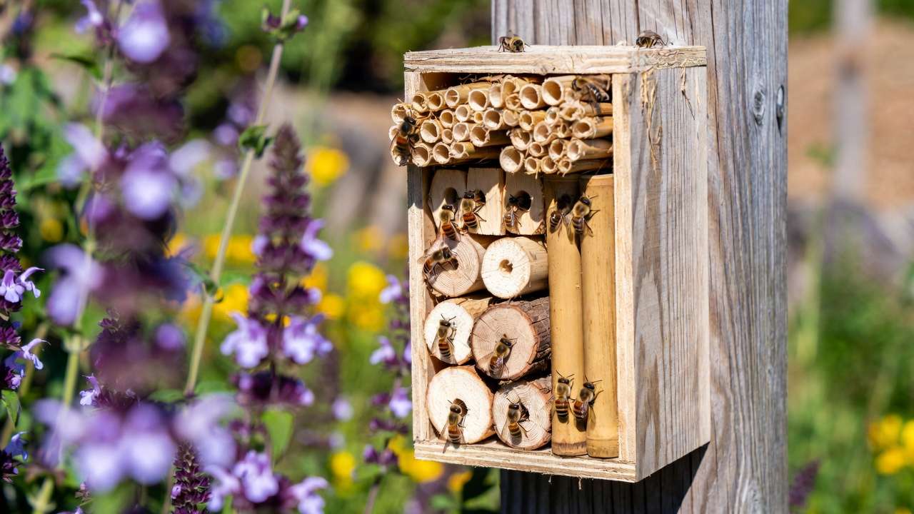 DIY native bee hotel with solitary bees in a sunny pollinator garden surrounded by blooming flowers