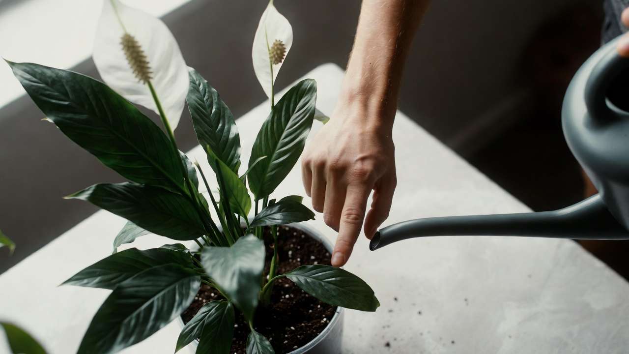 Finger test for watering low-light houseplants like peace lily to prevent overwatering
