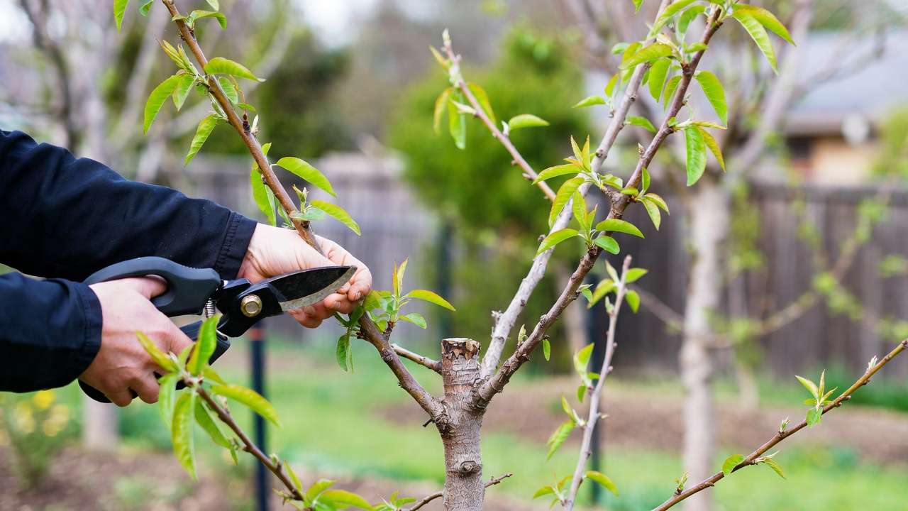 Pruning peach tree in open-center shape for better airflow and fruit production