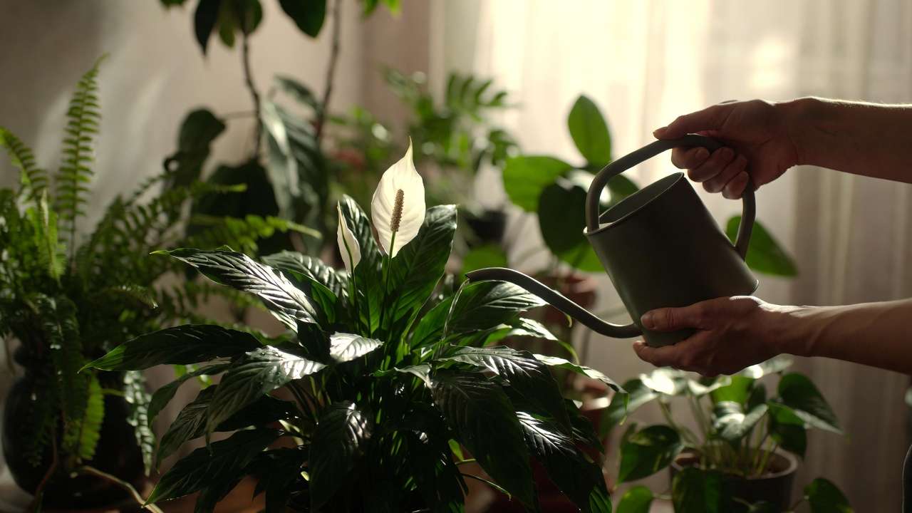 Mindful houseplant care watering peace lily to maintain calming green décor and peaceful home oasis