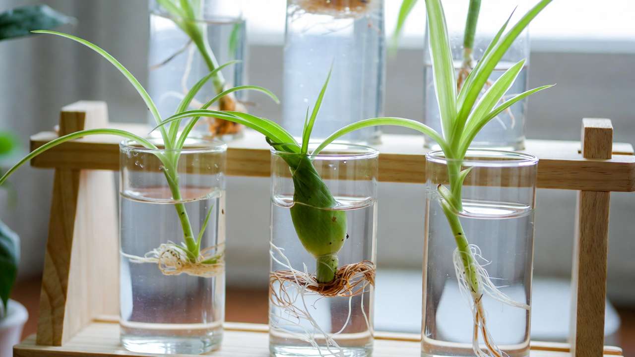 Propagating spider plant pups in water jars for easy scaling and more air-purifying plants