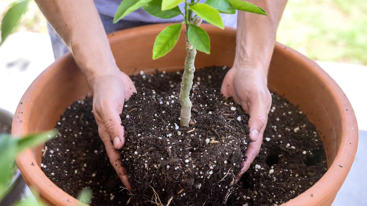 Step-by-step planting of a young dwarf fruit tree into a large container with proper drainage and soil mix