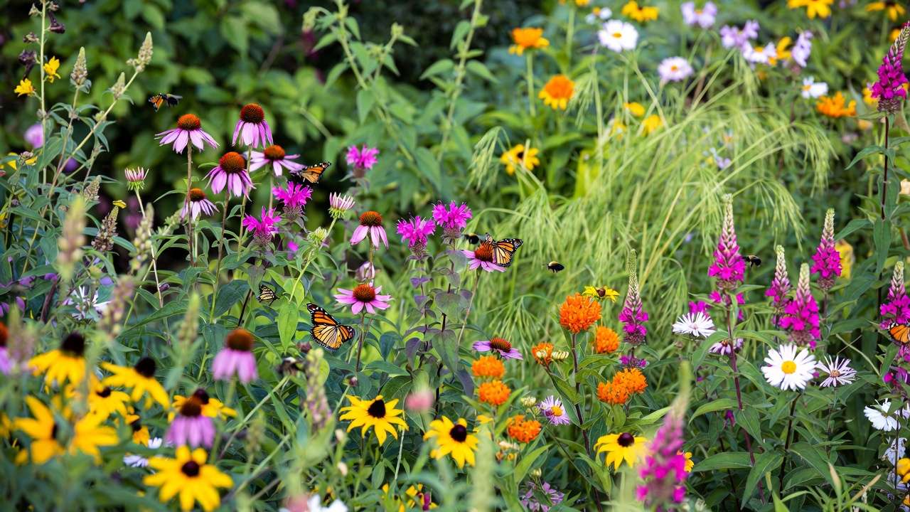 Vibrant native pollinator garden with butterflies and bees on coneflowers, bee balm, milkweed, and blazing star in summer bloom