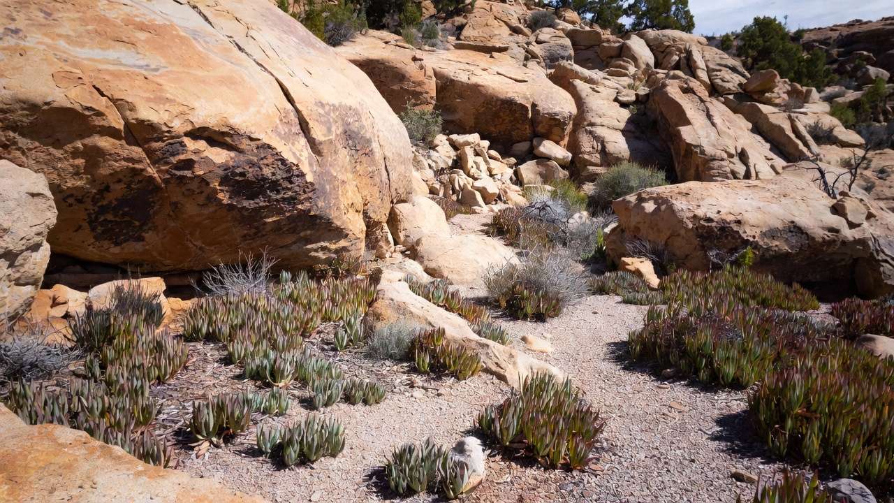 Natural rock placement in xeric garden with buried boulders and gravel mulch for excellent drainage and aesthetic appeal