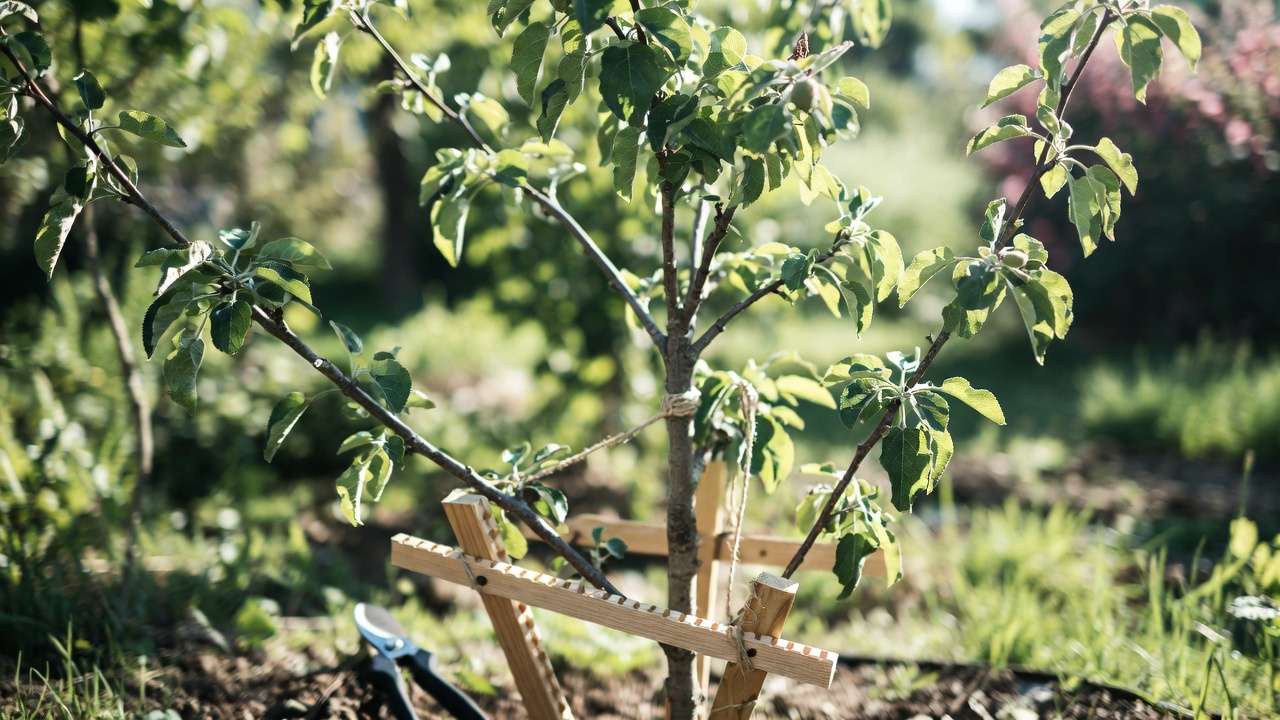 Young fruit tree branches being spread and trained with spreaders and ties for strong structure