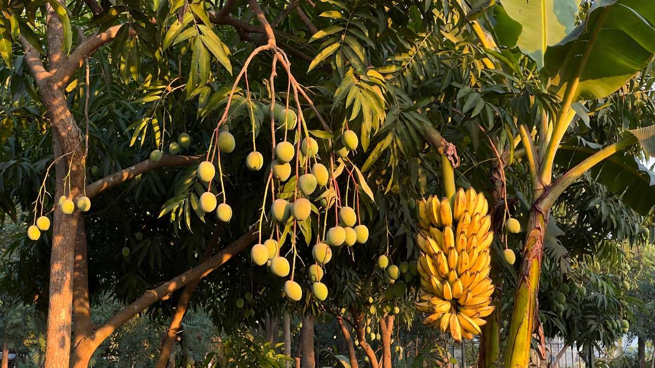 Mango and banana trees in tropical home garden showing natural on-tree fruit ripening stage