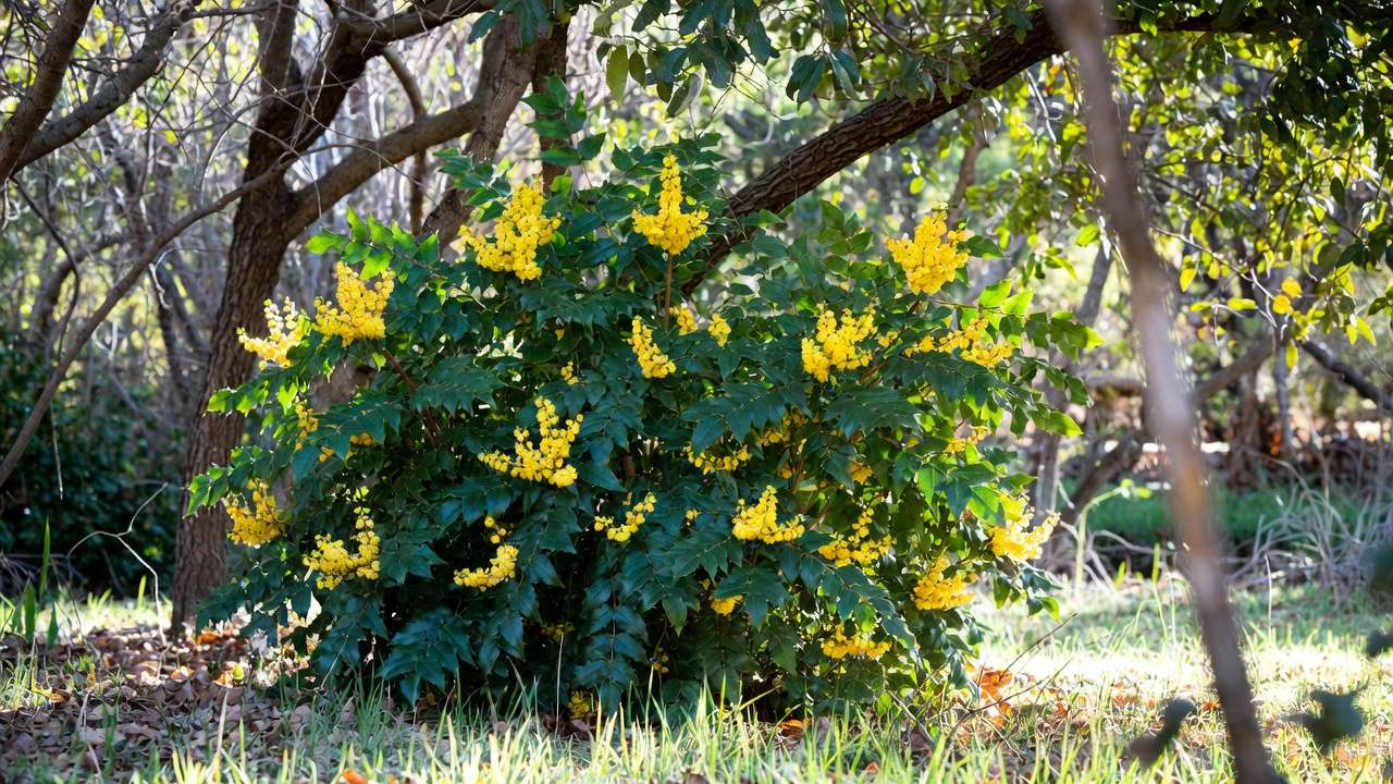 Mahonia Oregon grape with yellow flowers and blue berries in dry shade garden
