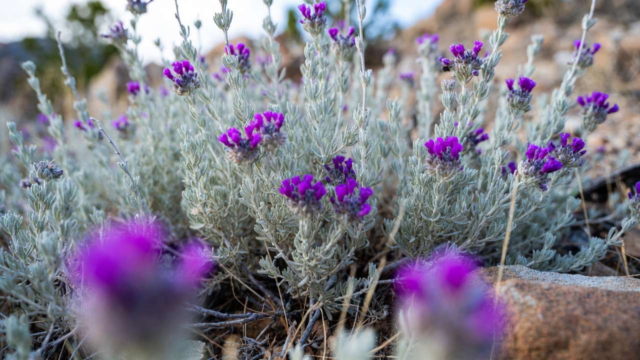 Texas sage shrub with purple blooms and silvery leaves in minimal rainfall conditions.