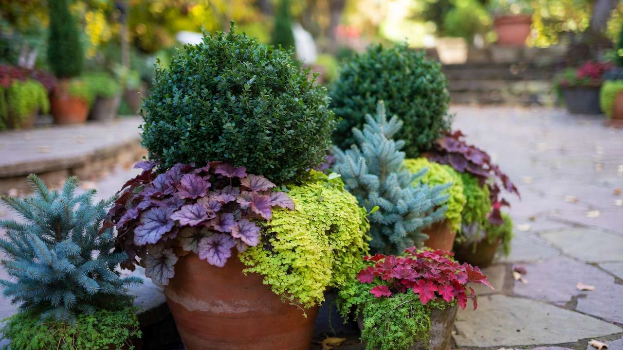 Evergreen container landscaping with boxwood, heuchera, and conifers for year-round patio interest