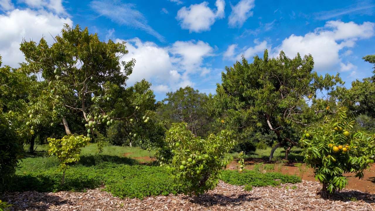 Abundant fruit orchard thriving with long-term greywater irrigation in dry climate