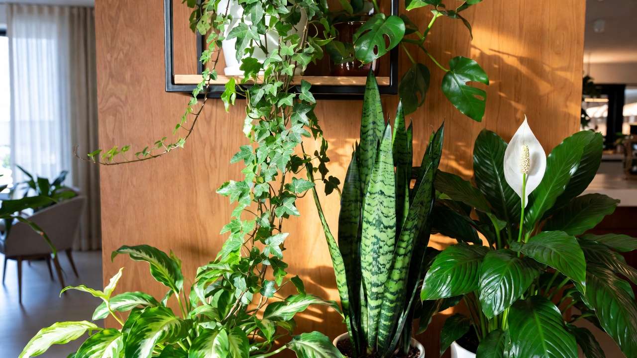 Combination of English ivy and other houseplants enhancing indoor air quality in home setting.