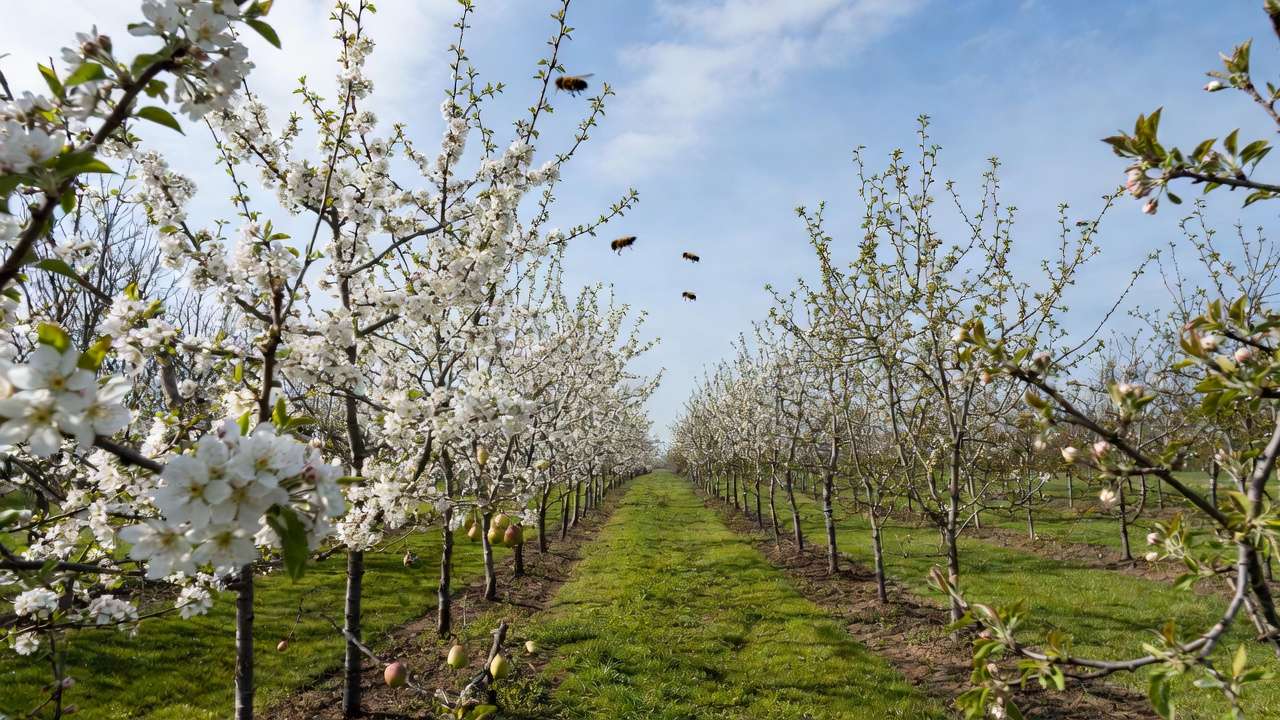 Small home orchard with blooming apple pear and cherry trees properly spaced for optimal pollination compatibili