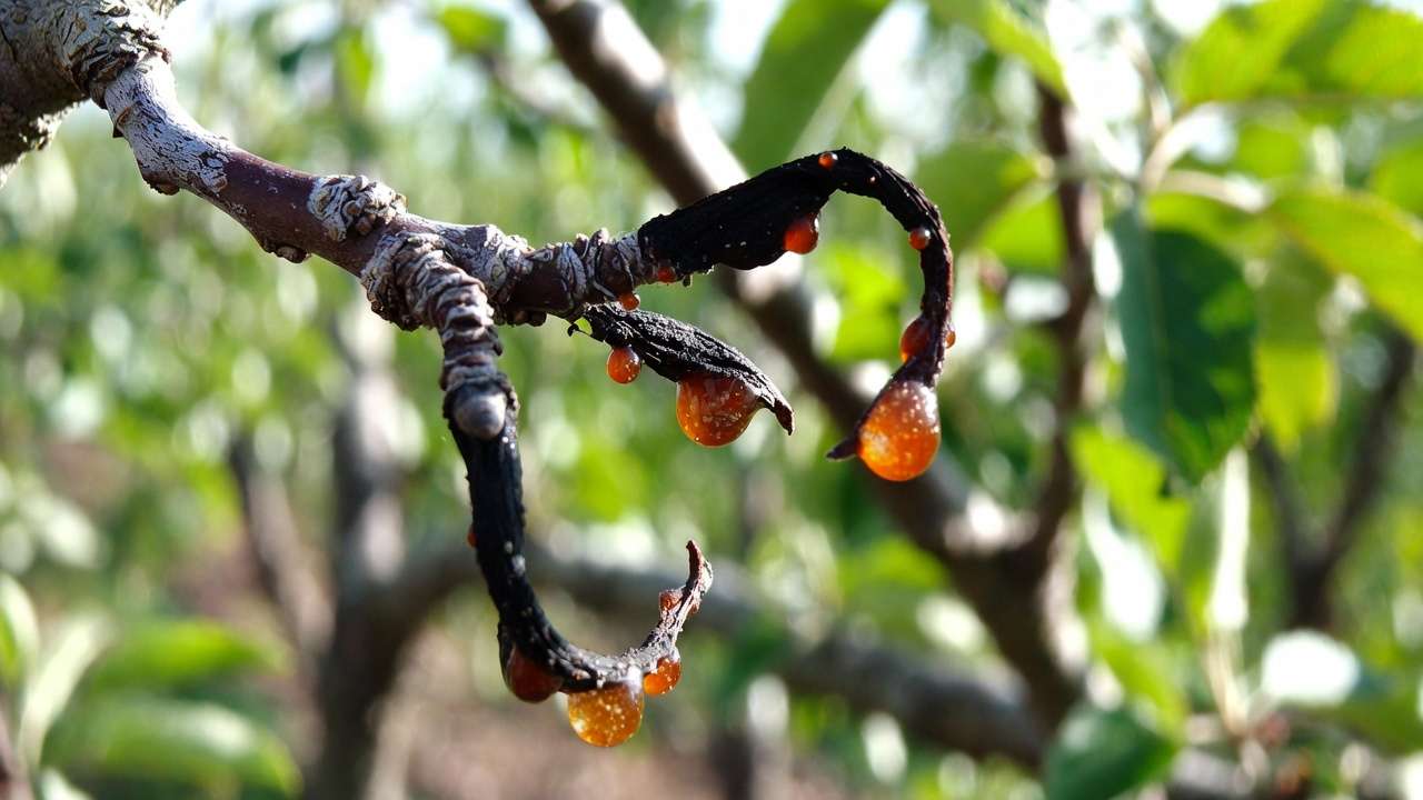 Fire blight symptoms on apple branch with shepherd's crook wilting and amber ooze