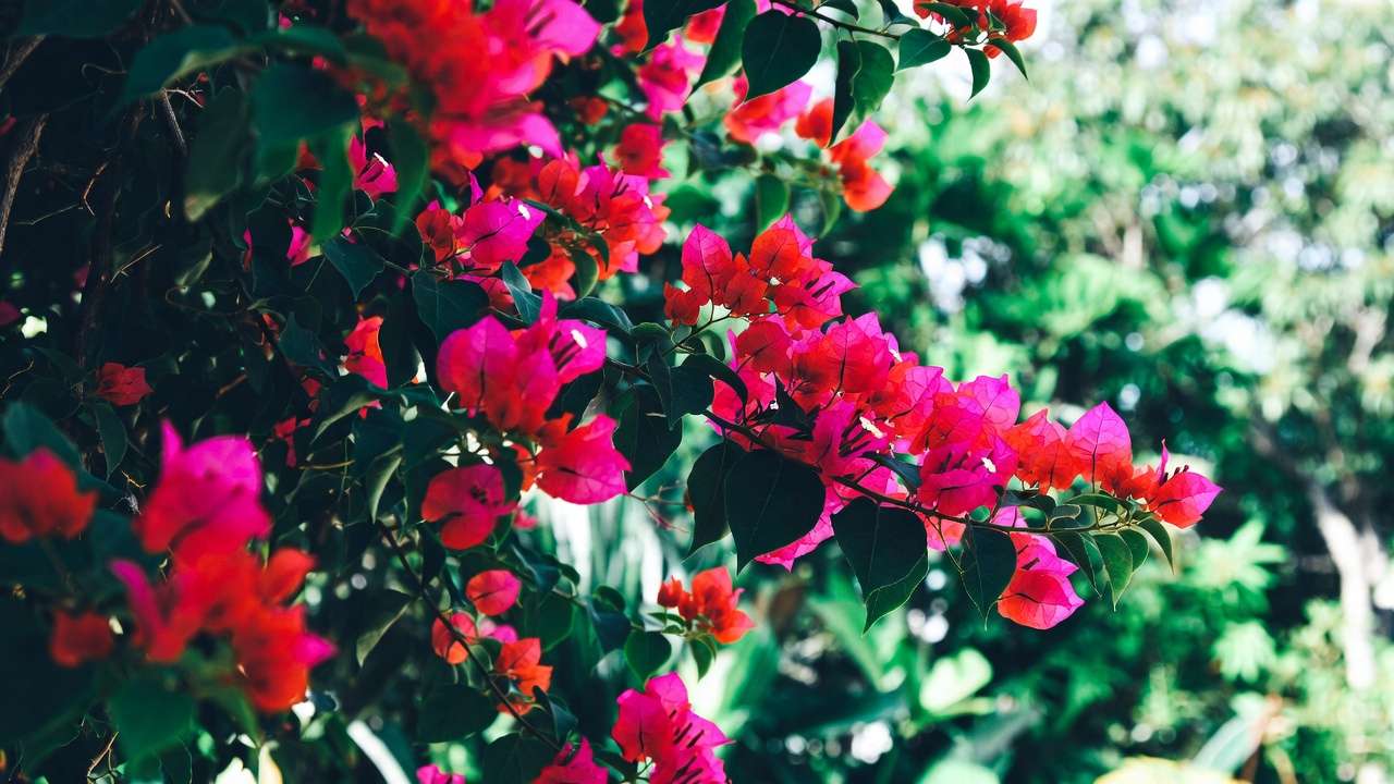 Blooming bougainvillea with vibrant pink bracts in low-water tropical garden for humid heat